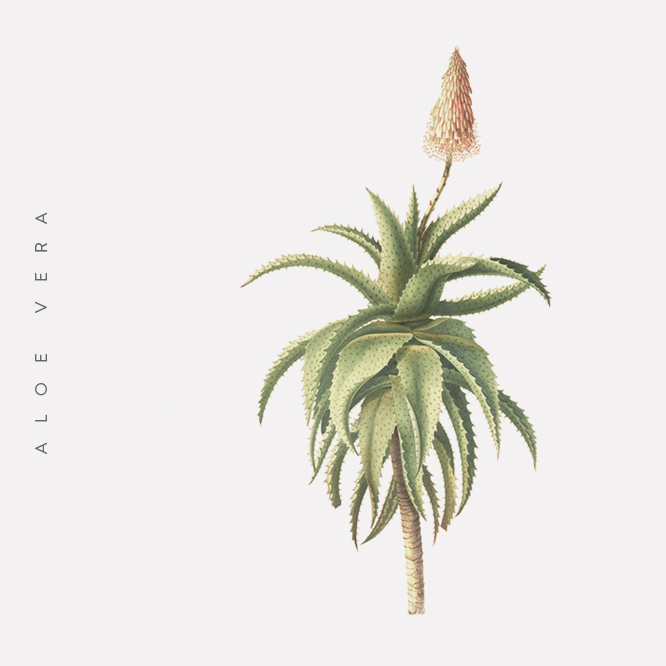 Farmacon_aloe-vera