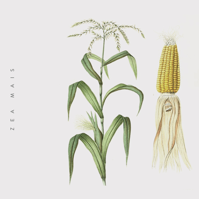 Farmacon_amido-di-mais