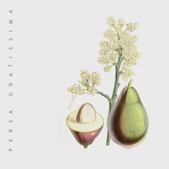 Farmacon_avocado