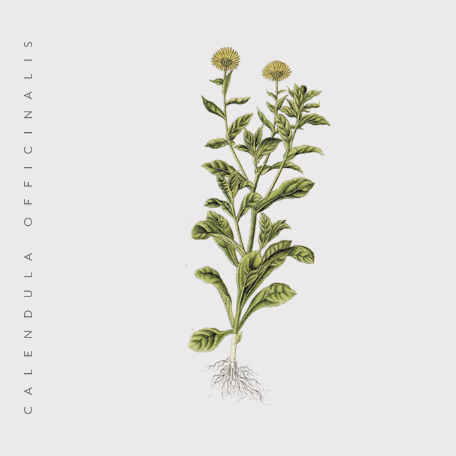 Farmacon_calendula